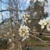 Pyrus ussuriensis - Manchurian Pear - Image 6