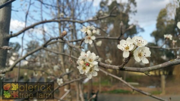 Pyrus ussuriensis - Manchurian Pear - Image 6