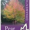 Pyrus ussuriensis - Manchurian Pear - Image 3