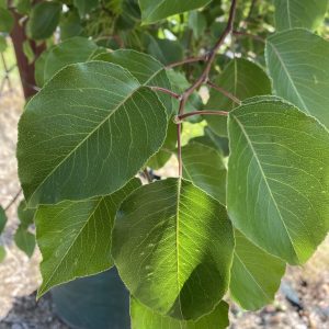 Pyrus ussuriensis - Manchurian Pear