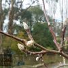 Pyrus ussuriensis - Manchurian Pear - Image 4