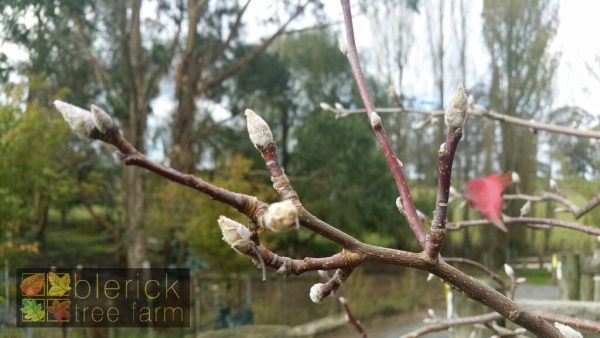 Pyrus ussuriensis - Manchurian Pear - Image 4