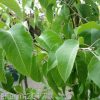 Pyrus calleryana - Winter Glow - Image 2