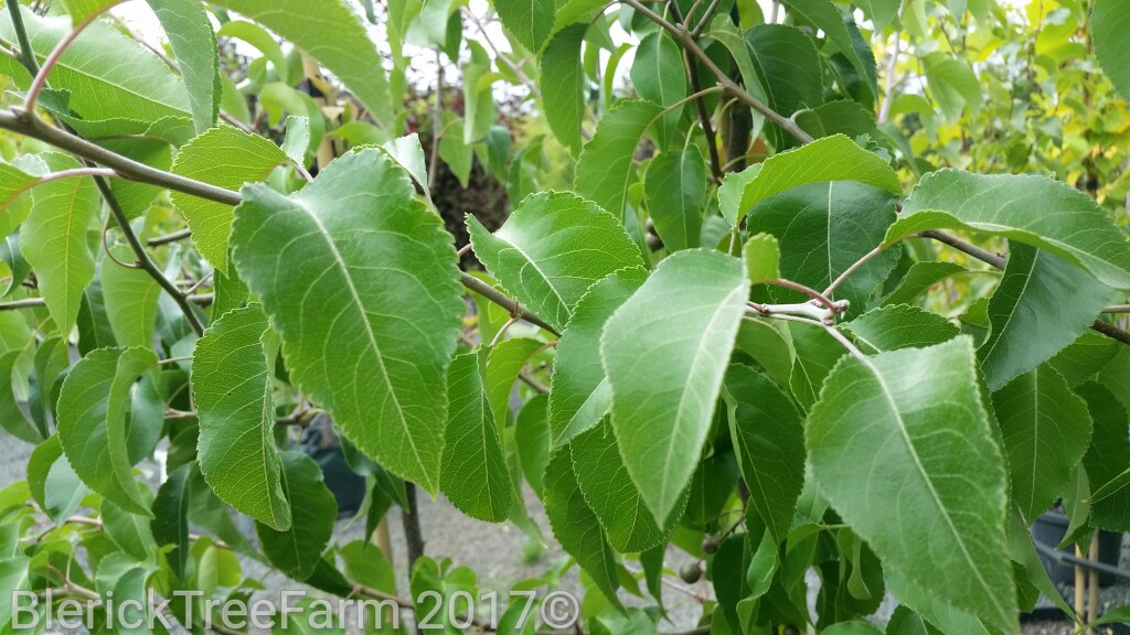 Winter Glow Ornamental Pear - 'Evergreen Pear