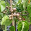 Pyrus calleryana - Winter Glow - Image 3
