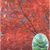 Quercus coccinea - Scarlet Oak - Image 5
