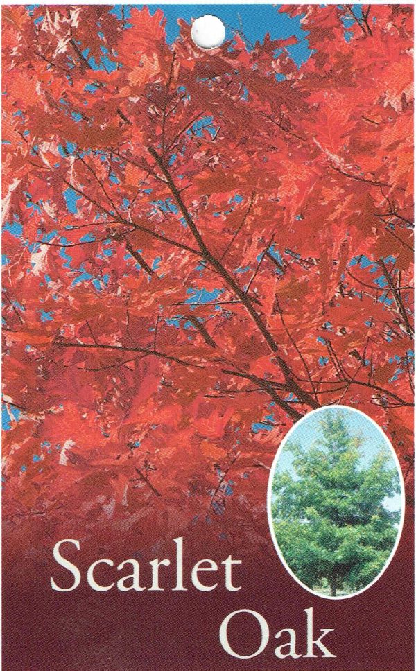 Quercus coccinea - Scarlet Oak - Image 5