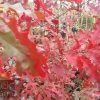 Quercus coccinea - Scarlet Oak - Image 3