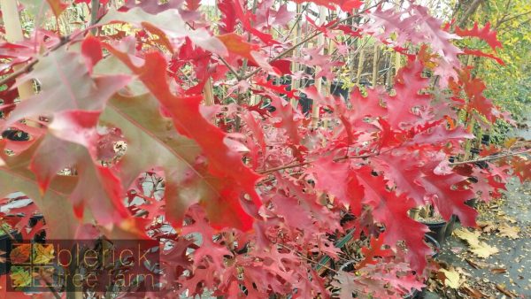 Quercus coccinea - Scarlet Oak - Image 3