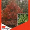 Quercus coccinea - Scarlet Oak - Image 4
