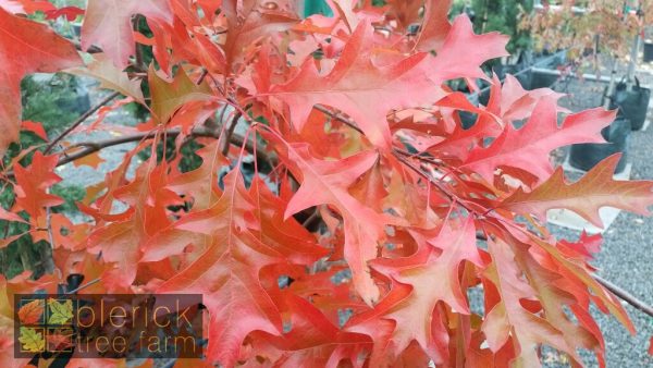 Quercus palustris - Pin Oak - Image 5