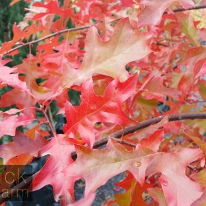 Quercus palustris - Pin Oak