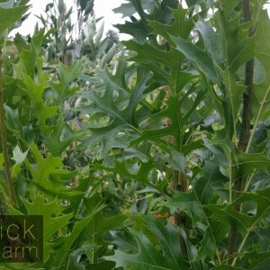 Quercus palustris fastigiata - Green Pillar / Pringreen