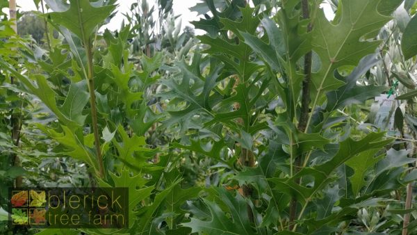 Quercus palustris fastigiata - Green Pillar / Pringreen