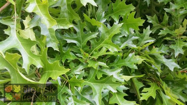 Quercus palustris - Pin Oak - Image 3