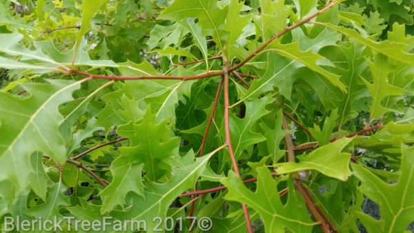 Quercus palustris - Pin Oak - Image 4