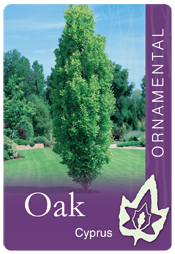 Quercus robur fastigiata - Upright English Oak