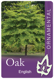 Quercus robur - English Oak