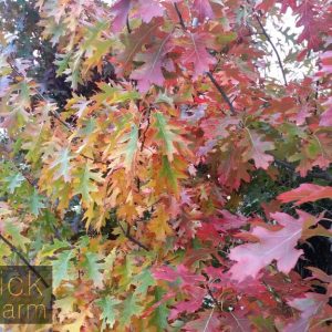 Quercus rubra - Red Oak