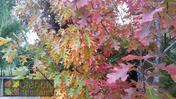 Quercus rubra - Red Oak