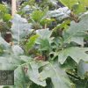 Quercus rubra - Red Oak - Image 3
