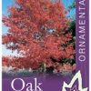 Quercus rubra - Red Oak - Image 2