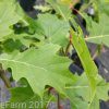Quercus rubra - Red Oak - Image 4