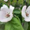 Quince – Smyrna - Image 2