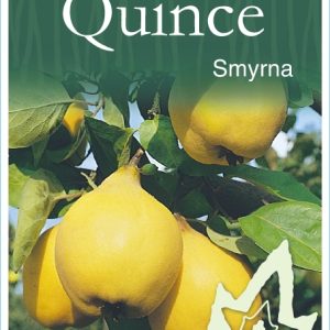 Quince – Smyrna