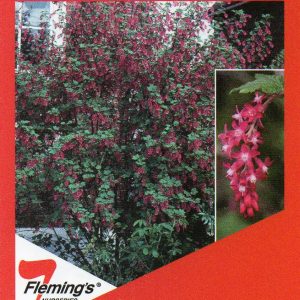 Ribes sanguineum - Flowering Currant