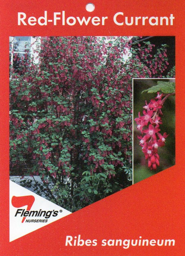 Ribes sanguineum - Flowering Currant