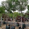 Robinia Mop Top (Robinia pseudoacacia 'Umbraculifera') - Image 2