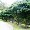 Robinia Mop Top (Robinia pseudoacacia 'Umbraculifera') - Image 3