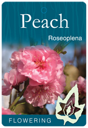 Prunus persica 'Roseoplena' - Pink Flowering Peach