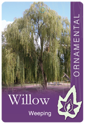 Salix babylonica - Weeping Willow