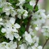 Pyrus calleryana - Capital - Image 2