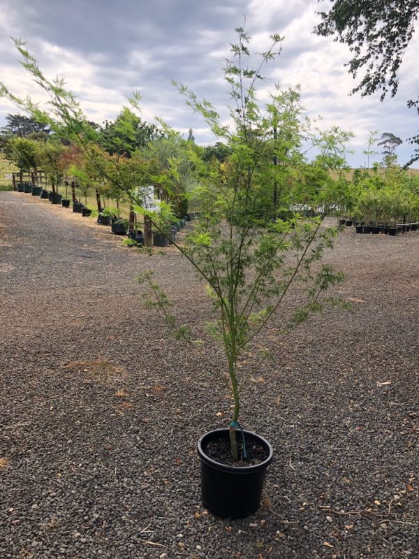 Acer palmatum dissectum - Seiryu