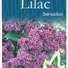Syringa vulgaris 'Sensation' - Purple & White Flowering Lilac