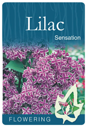 Syringa vulgaris 'Sensation' - Purple & White Flowering Lilac