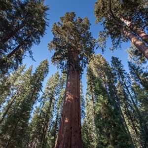 Sequoiadendron giganteum