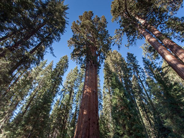 Sequoiadendron giganteum