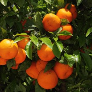 Orange - Seville