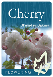 Prunus 'Shimidsu Sakura' - Flowering Cherry