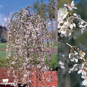 Prunus 'Snofozam' or 'Snow Fountain' or 'Falling Snow' Weeping Cherry