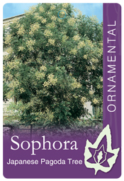 Sophora japonica - Japanese Pagoda Tree