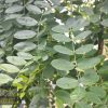 Sophora japonica pendula - Weeping Pagoda