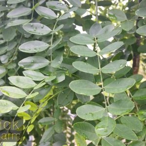Sophora japonica pendula - Weeping Pagoda