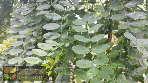 Sophora japonica pendula - Weeping Pagoda