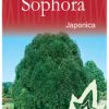 Sophora japonica pendula - Weeping Pagoda - Image 2