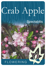 Malus spectabilis - Pink Flowering Crab Apple